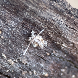 Fulgoroidea sp. (superfamily) at Black Mountain - 1 May 2024