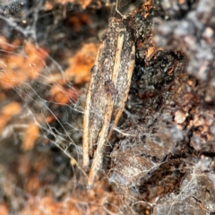 Trigonocyttara clandestina (Less-stick Case Moth) at Black Mountain - 1 May 2024 by Hejor1