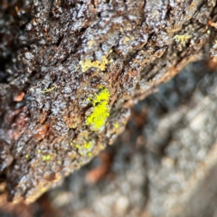 Lichen - crustose at Black Mountain - 1 May 2024 by Hejor1