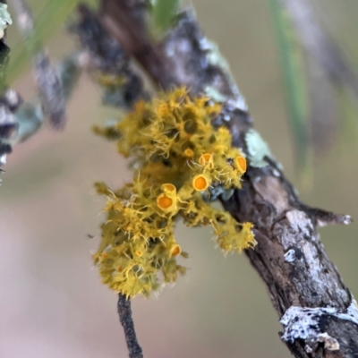 Teloschistes sp. (genus) (A lichen) at Black Mountain - 1 May 2024 by Hejor1