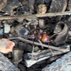 Iridomyrmex sp. (genus) (Ant) at Black Mountain - 1 May 2024 by Hejor1