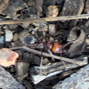 Iridomyrmex sp. (genus) at Black Mountain - 1 May 2024 03:45 PM