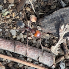 Iridomyrmex sp. (genus) at Black Mountain - 1 May 2024 03:45 PM