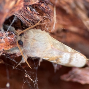 Oxycanus australis at Black Mountain - 1 May 2024