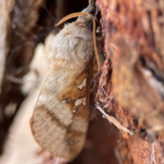 Oxycanus australis at Black Mountain - 1 May 2024