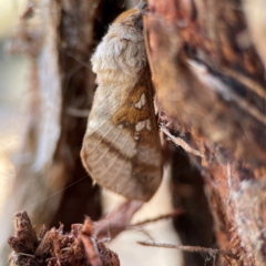 Oxycanus australis at Black Mountain - 1 May 2024