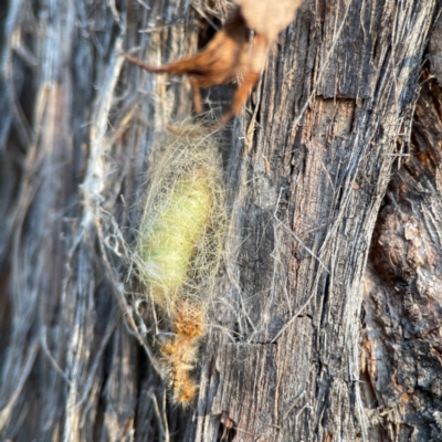 Lepidoptera unclassified IMMATURE (caterpillar or pupa or cocoon) at Black Mountain - 1 May 2024 by Hejor1