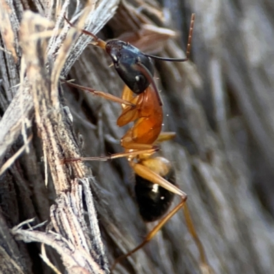 Camponotus consobrinus (Banded sugar ant) at Acton, ACT - 1 May 2024 by Hejor1