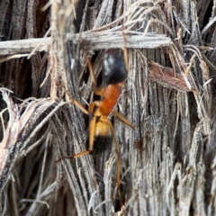 Camponotus consobrinus at Black Mountain - 1 May 2024