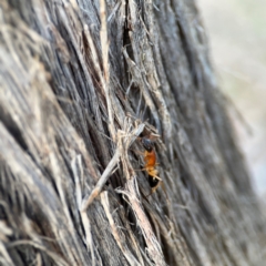 Camponotus consobrinus at Black Mountain - 1 May 2024