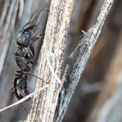 Rhytidoponera metallica (Greenhead ant) at Acton, ACT - 1 May 2024 by Hejor1