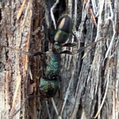 Rhytidoponera metallica at Black Mountain - 1 May 2024 04:29 PM