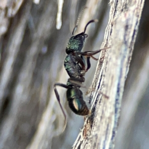 Rhytidoponera metallica at Black Mountain - 1 May 2024 04:29 PM