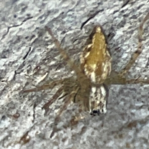 Oxyopes sp. (genus) at Black Mountain - 1 May 2024