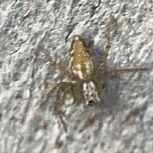 Oxyopes sp. (genus) at Black Mountain - 1 May 2024