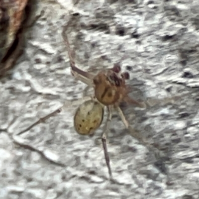 Unidentified Other web-building spider at Acton, ACT - 1 May 2024 by Hejor1