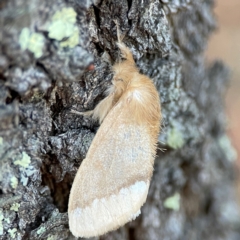 Euproctis baliolalis (Browntail Gum Moth) at Black Mountain - 1 May 2024 by Hejor1