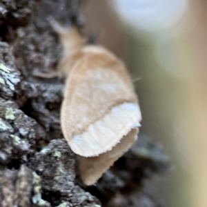 Euproctis baliolalis at Black Mountain - 1 May 2024