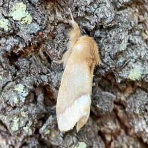 Euproctis baliolalis at Black Mountain - 1 May 2024