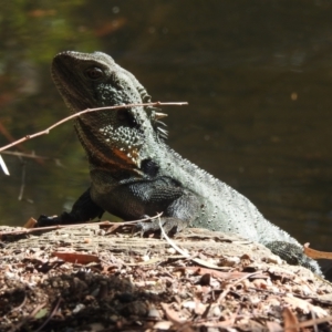 Intellagama lesueurii howittii at ANBG - 2 May 2024