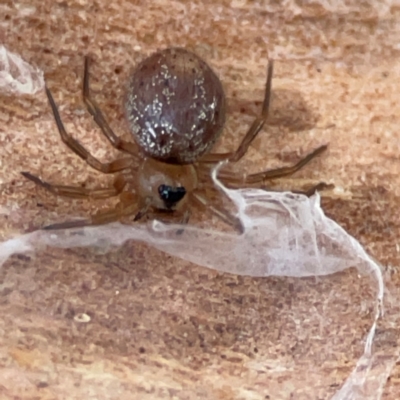 Euryopis sp. (genus) (An ant eating spider) at Black Mountain - 1 May 2024 by Hejor1