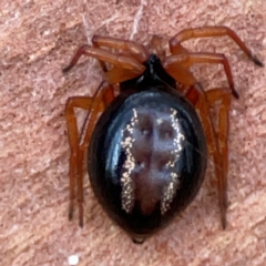 Euryopis umbilicata (Striped tick spider) at Black Mountain - 1 May 2024 by Hejor1