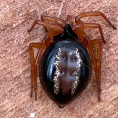 Euryopis umbilicata (Striped tick spider) at Acton, ACT - 1 May 2024 by Hejor1