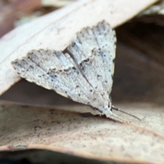 Trigonistis asthenopa (Tiny Snout) at Black Mountain - 1 May 2024 by Hejor1