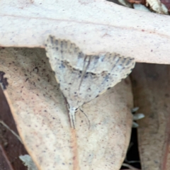 Trigonistis asthenopa at Black Mountain - 1 May 2024