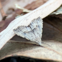 Trigonistis asthenopa at Black Mountain - 1 May 2024