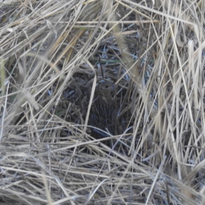 Synoicus ypsilophorus (Brown Quail) at Lions Youth Haven - Westwood Farm A.C.T. - 2 May 2024 by HelenCross