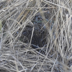 Synoicus ypsilophorus (Brown Quail) at Lions Youth Haven - Westwood Farm - 2 May 2024 by HelenCross