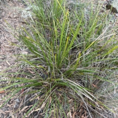 Lomandra longifolia (Spiny-headed Mat-rush, Honey Reed) at Acton, ACT - 1 May 2024 by Hejor1