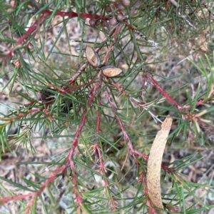 Hakea microcarpa at Point 4997 - 1 May 2024 04:58 PM