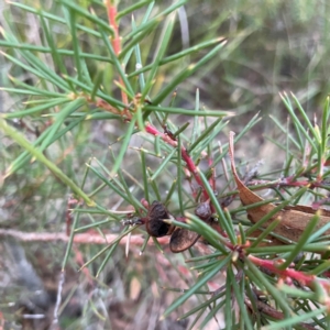 Hakea microcarpa at Point 4997 - 1 May 2024