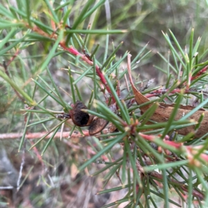 Hakea microcarpa at Point 4997 - 1 May 2024