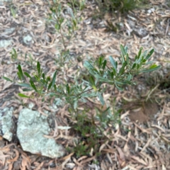 Dodonaea viscosa subsp. cuneata (Wedge-leaved Hop Bush) at Black Mountain - 1 May 2024 by Hejor1