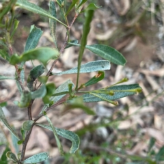 Dodonaea viscosa subsp. cuneata at Point 4997 - 1 May 2024