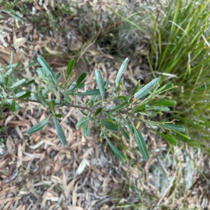 Dodonaea viscosa subsp. cuneata at Point 4997 - 1 May 2024