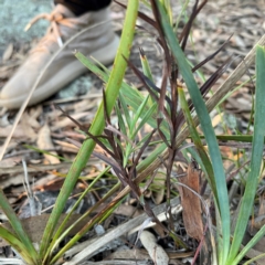 Stypandra glauca (Nodding Blue Lily) at Acton, ACT - 1 May 2024 by Hejor1