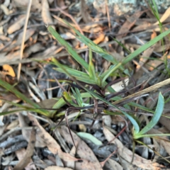 Stypandra glauca at Point 4997 - 1 May 2024 04:59 PM