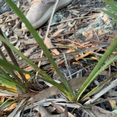 Lomandra longifolia (Spiny-headed Mat-rush, Honey Reed) at Acton, ACT - 1 May 2024 by Hejor1