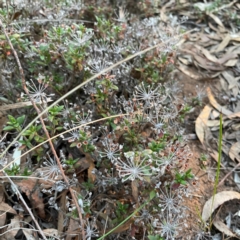 Unidentified Other Wildflower or Herb at Point 4997 - 1 May 2024 by Hejor1