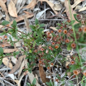 Pomax umbellata at Point 4997 - 1 May 2024 04:58 PM