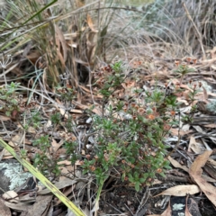 Pomax umbellata at Point 4997 - 1 May 2024 04:58 PM