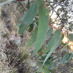 Eucalyptus mannifera at Point 4997 - 1 May 2024