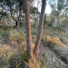 Eucalyptus macrorhyncha subsp. macrorhyncha (Red Stringybark) at Acton, ACT - 1 May 2024 by Hejor1