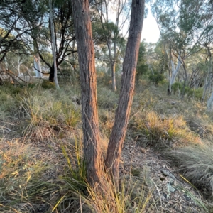 Eucalyptus macrorhyncha subsp. macrorhyncha at Point 4997 - 1 May 2024 05:02 PM