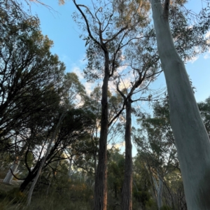 Eucalyptus macrorhyncha subsp. macrorhyncha at Point 4997 - 1 May 2024 05:02 PM