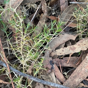 Stellaria pungens at Point 4997 - 1 May 2024